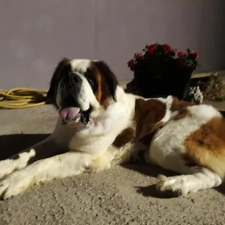 Degli Ulivi Gasthuis Porto SantʼElpidio